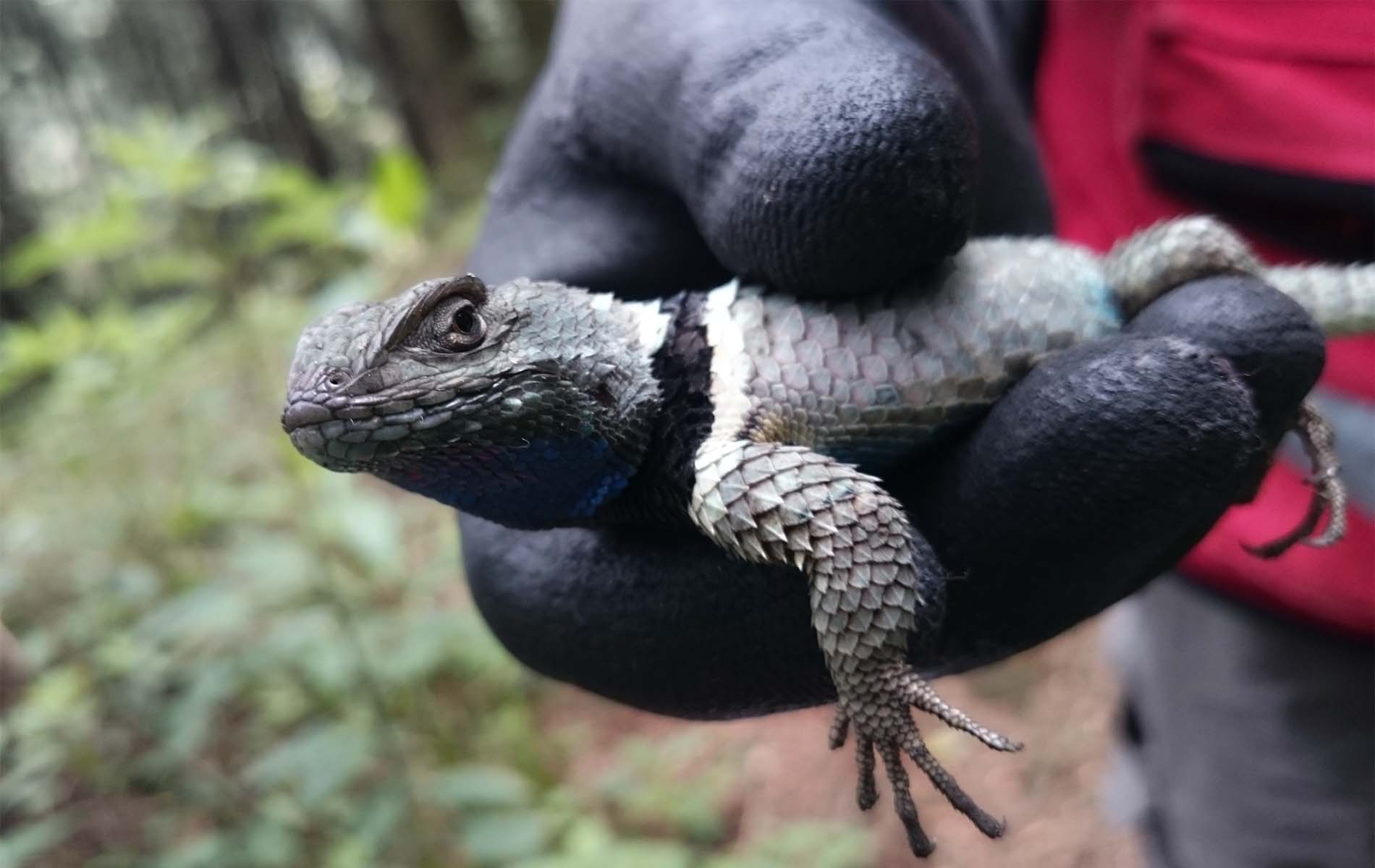 Trabajo de campo PREYCAP — rescate de fauna silvestre