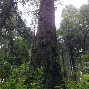 Cambios de Uso de Suelo en Terrenos Forestales