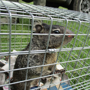 Rescate de fauna silvestre