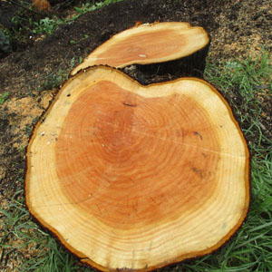 Reforestación y vivero forestal
